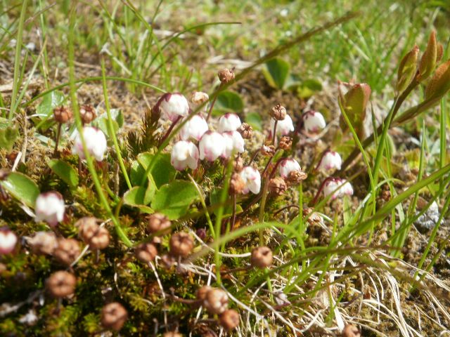 Blomster på Lauparen I