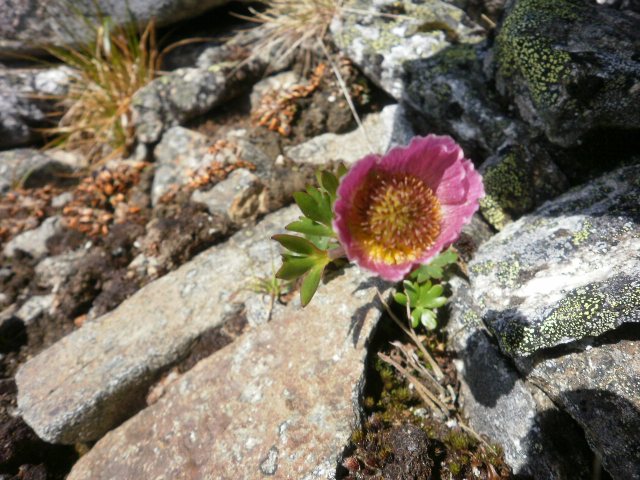 Blomster på Lauparen III