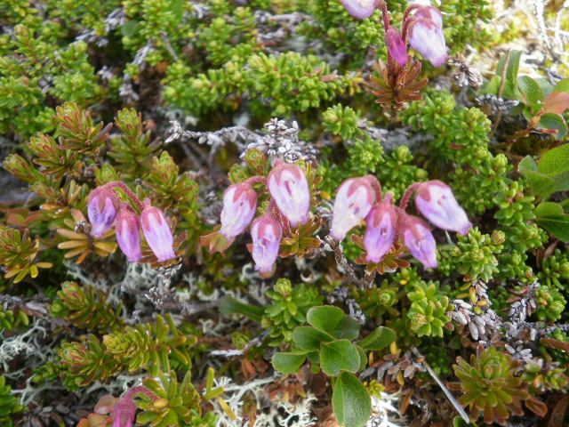 Blomster på Lauparen IV