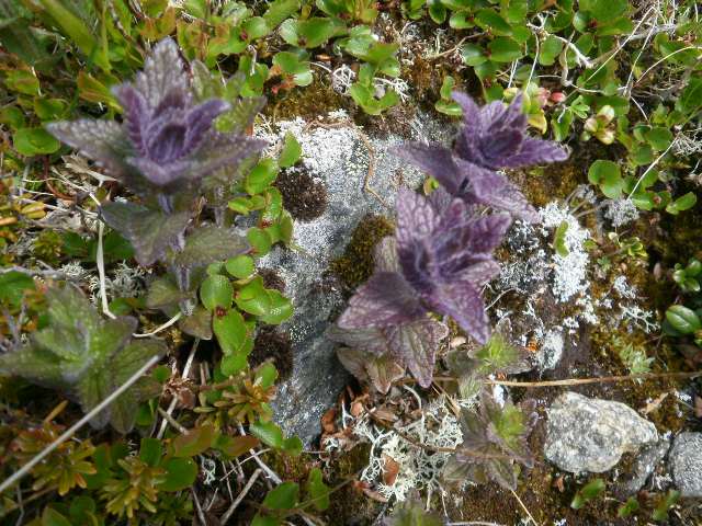 Blomster på Lauparen V