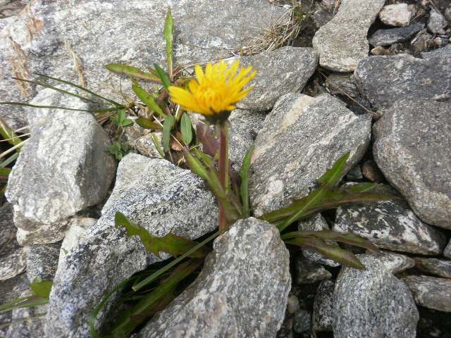 Blomster på Lauparen VI