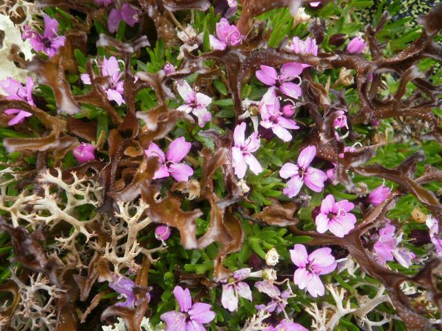 På Heimste Skorkja III