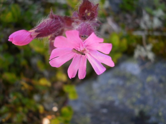 Blomster oppafor Oaldsvatnet I