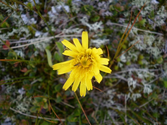Blomster oppafor Oaldsvatnet II