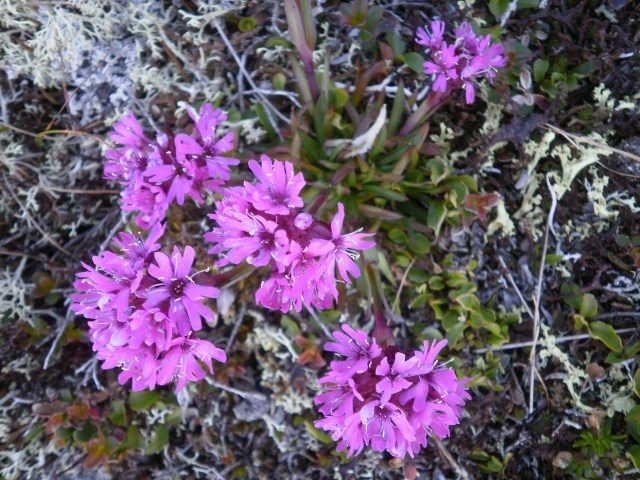 Blomster oppafor Oaldsvatnet III