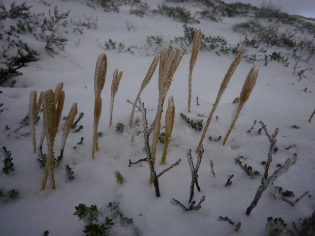 Opp i snøen seinhaustes II